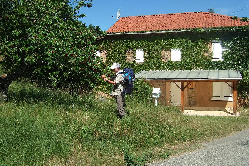 2011-05- (937).JPG - Wieder gibt es zwischendurch Kirschen zu begutachten